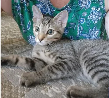 A young medium-sized female Brown / Chocolate Domestic Short Hair cat named Olive for adoption in Fort Collins, CO