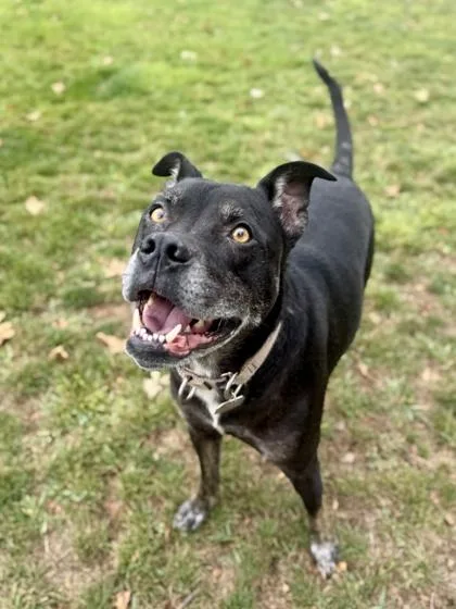 An adult medium-sized male Mixed Breed dog named Cole for adoption in Roseburg, OR