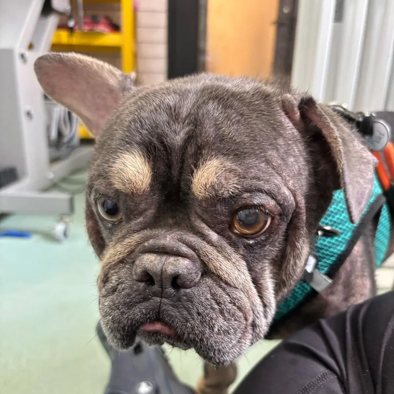 A senior medium-sized male Gray / Blue / Silver French Bulldog dog named Rad for adoption in San Francisco, CA