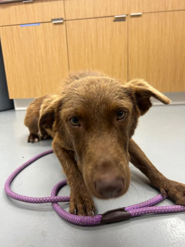 A young medium-sized male Shepherd dog named Shawty for adoption in Hartsville, SC