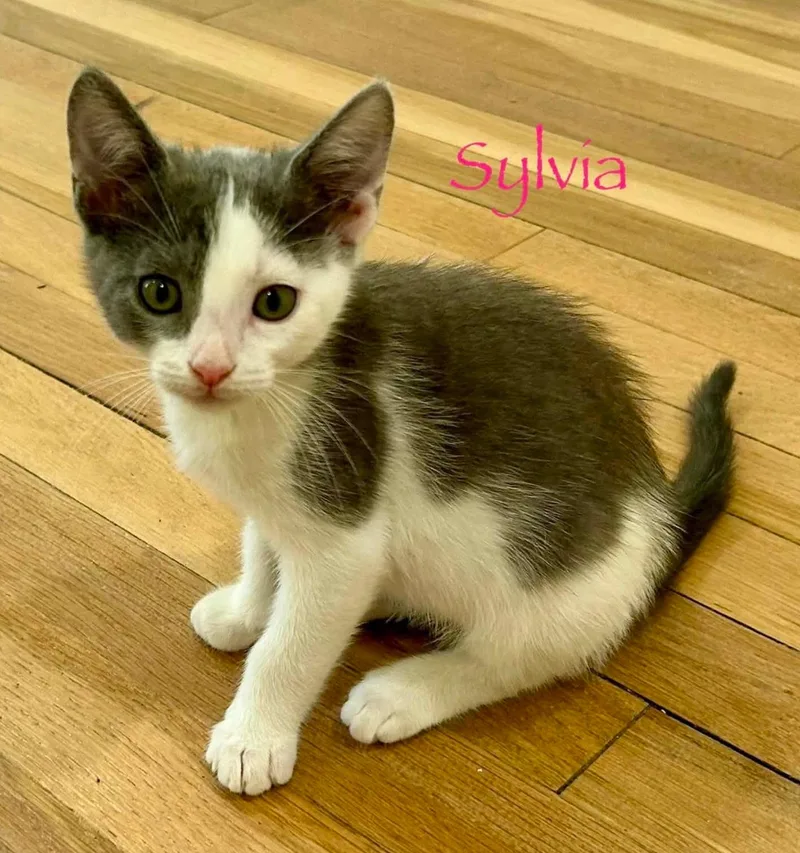 A baby small-sized female White Domestic Short Hair cat named Sylvia for adoption in Shrewsbury, MA