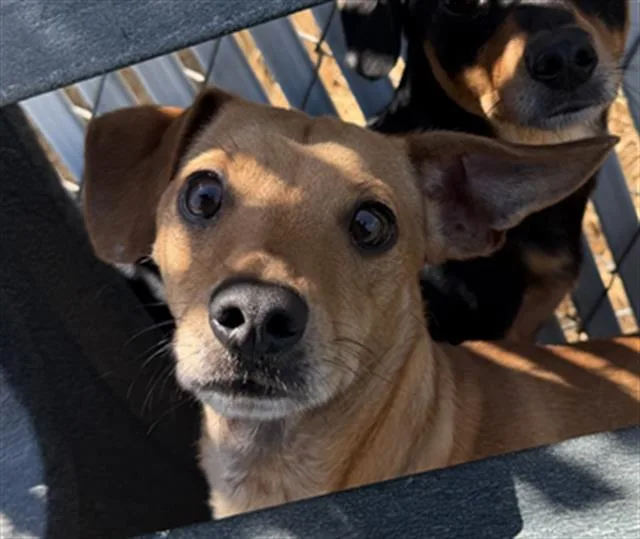 A young small-sized male Chihuahua dog named Chan for adoption in Bakersfield, CA