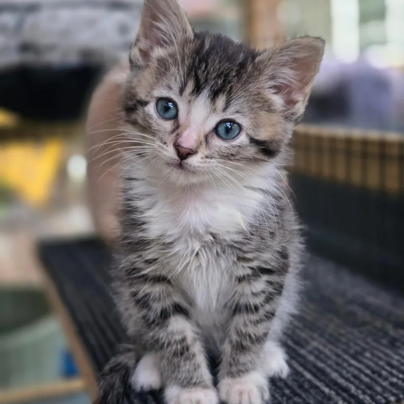 A baby small-sized female Tabby (Buff / Tan / Fawn) Domestic Short Hair cat named Frost Best Friends With for adoption in West Jefferson, OH