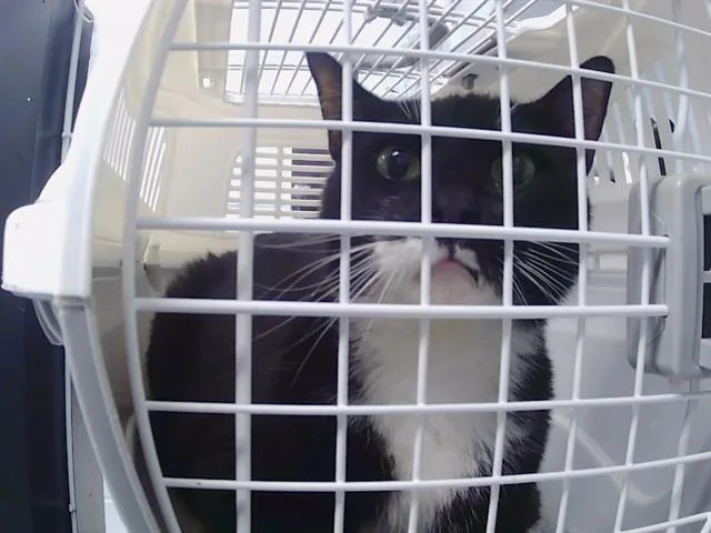 An adult medium-sized male Domestic Short Hair cat named Mike for adoption in Charlotte, NC