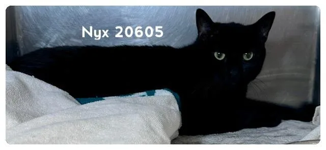 An adult medium-sized female Black Domestic Short Hair cat named Nyx for adoption in Marietta, GA
