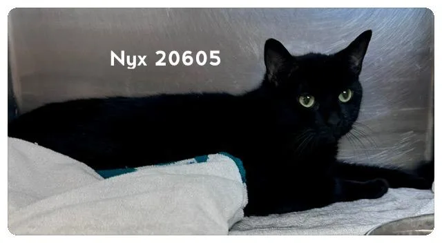 Nyx thumbnail 2