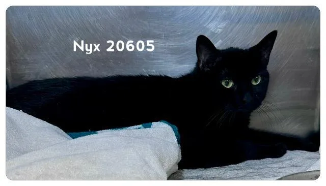 Nyx thumbnail 3