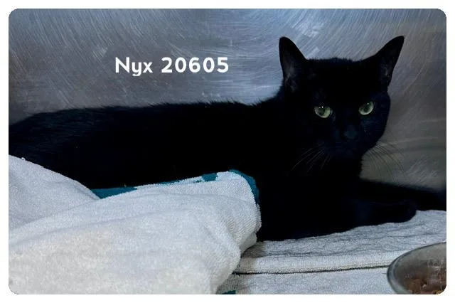 Nyx thumbnail 4