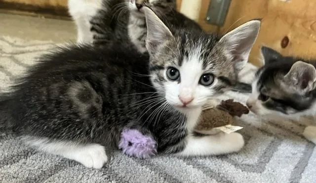 A baby small-sized male Domestic Short Hair cat named Amby for adoption in Trenton, MO