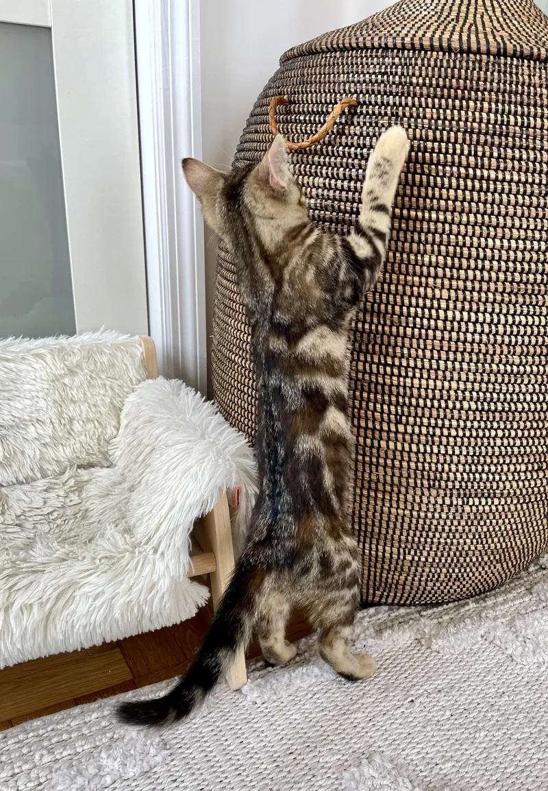 A baby small-sized female Tabby (Brown / Chocolate) Domestic Short Hair cat named Eloise for adoption in Staten Island, NY