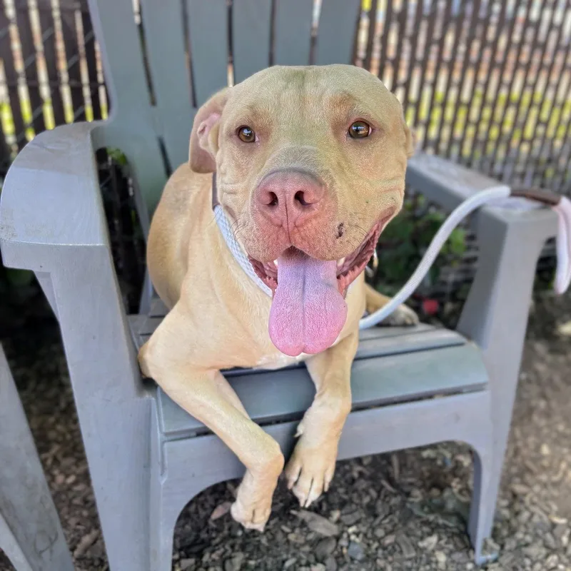 A young large-sized male Pit Bull Terrier dog named Buster for adoption in Oakland, CA