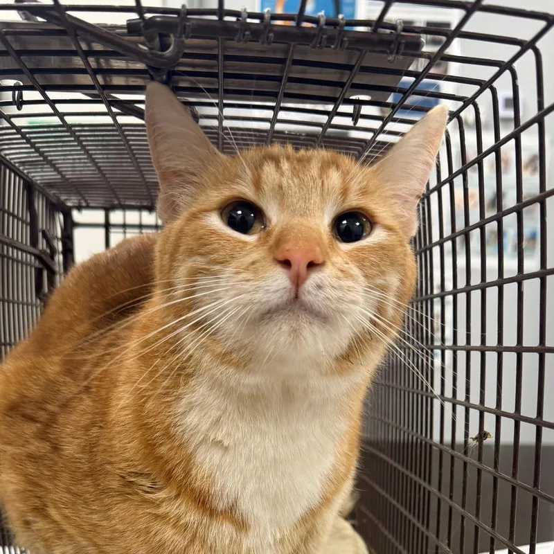 An adult medium-sized male Orange / Red Domestic Short Hair cat named 106619 for adoption in Las Cruces, NM