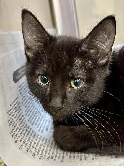 A baby small-sized male Black Domestic Short Hair cat named Gordon for adoption in Wichita, KS