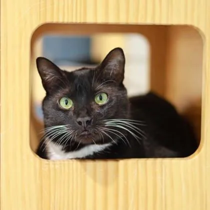 An adult small-sized male Black Domestic Short Hair cat named Whiskers for adoption in Atlanta, GA