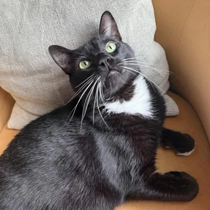 Whiskers thumbnail 2