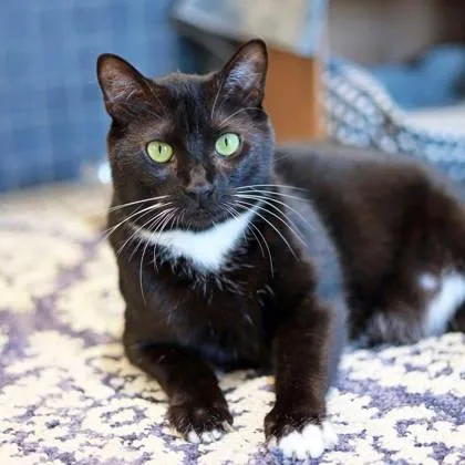 Whiskers thumbnail 3