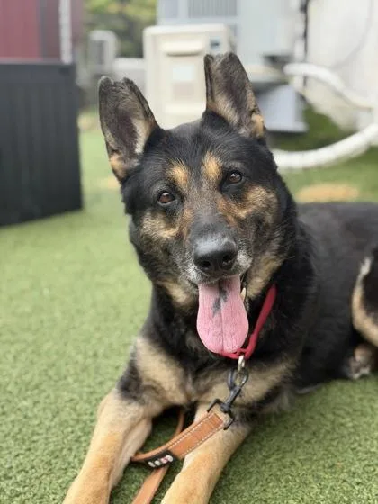 An adult large-sized female German Shepherd Dog dog named Nadia for adoption in West Chester, PA