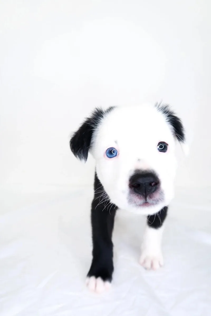 A baby medium-sized male White / Cream Pit Bull Terrier dog named Jj for adoption in Bixby, OK