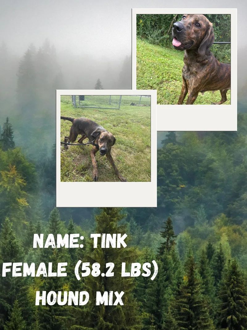 Tink