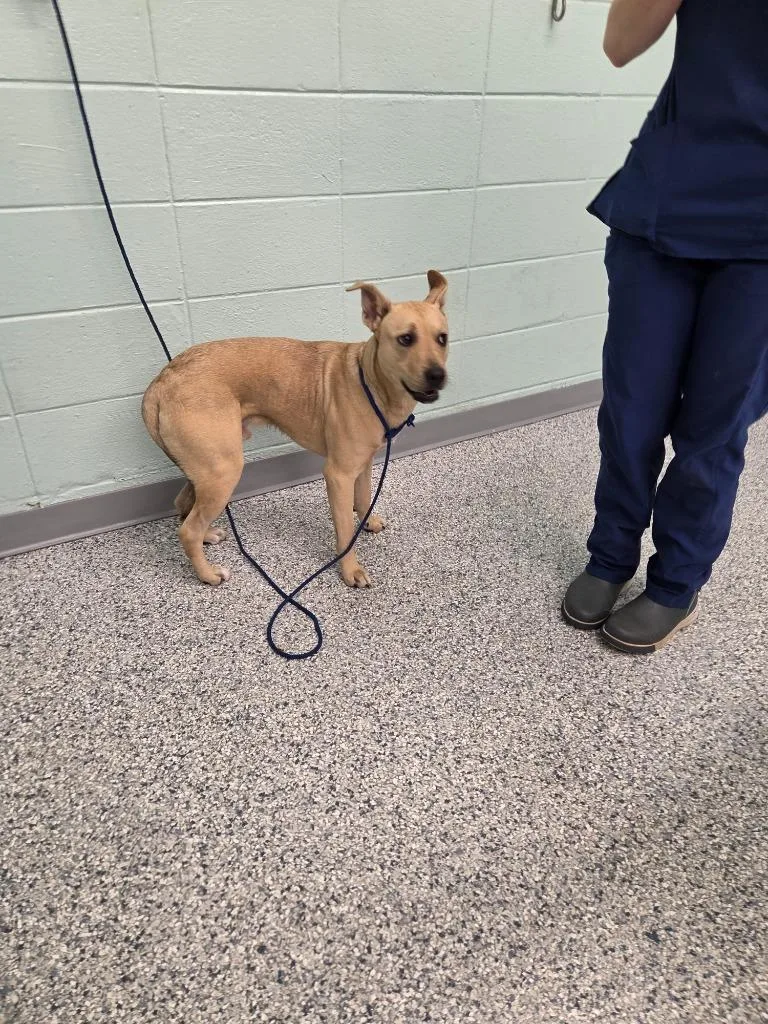 A young medium-sized male Terrier dog named Guy for adoption in Athens, TN