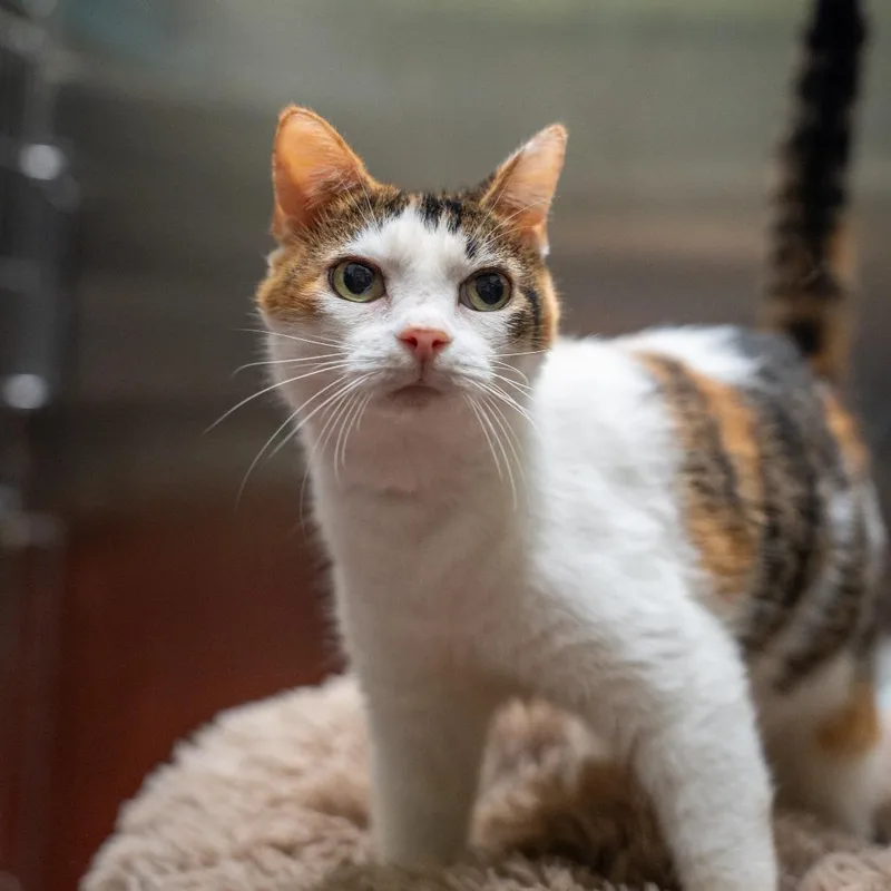 An adult medium-sized female White Domestic Short Hair cat named Angela for adoption in Gainesville, GA