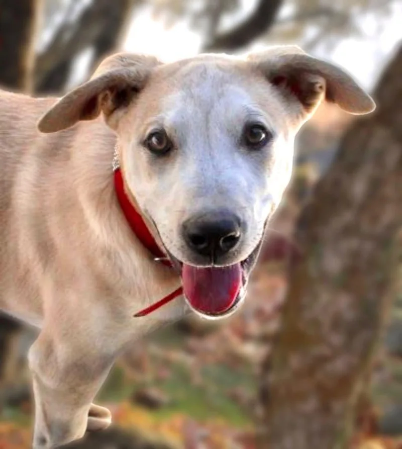 An adult medium-sized male White / Cream Husky dog named Shaggy for adoption in Kingman, AZ