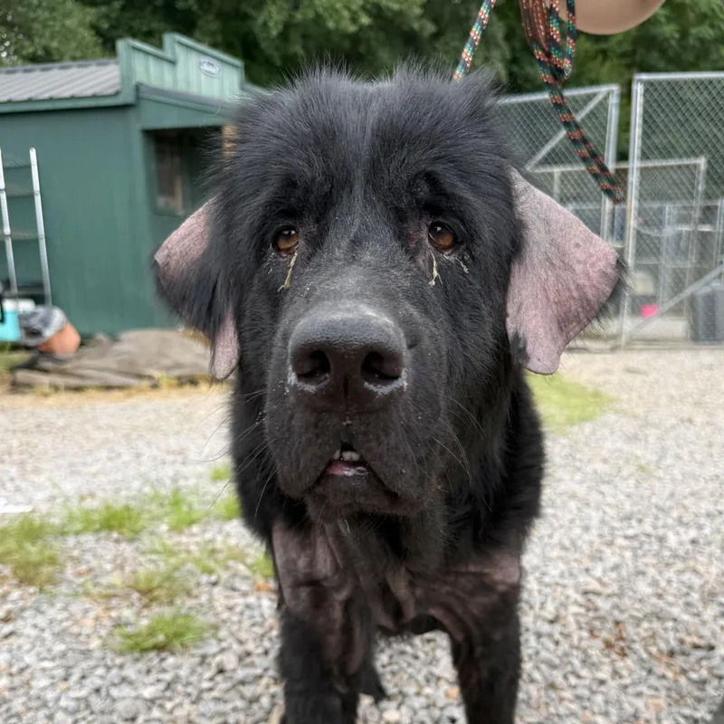 An adult extra large-sized female Black Newfoundland Dog dog named Maggie for adoption in Columbia, SC