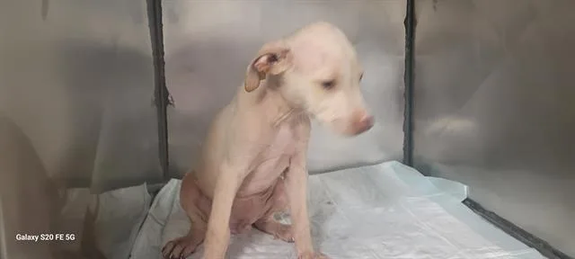 A baby small-sized male Terrier dog named E.t for adoption in Panama City, FL