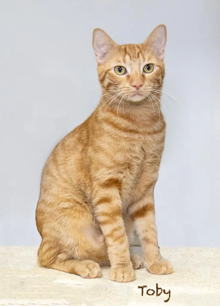 Toby thumbnail 3