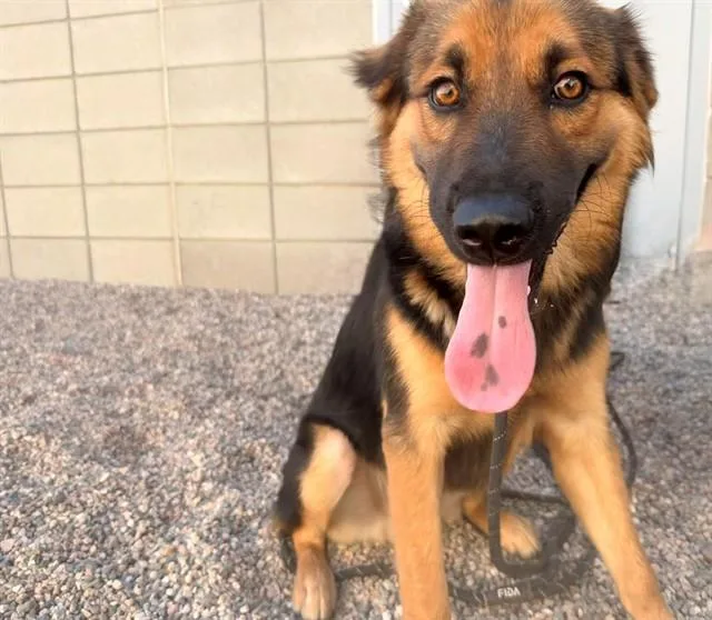 A young large-sized male German Shepherd Dog dog named Doubloon for adoption in Mesa, AZ
