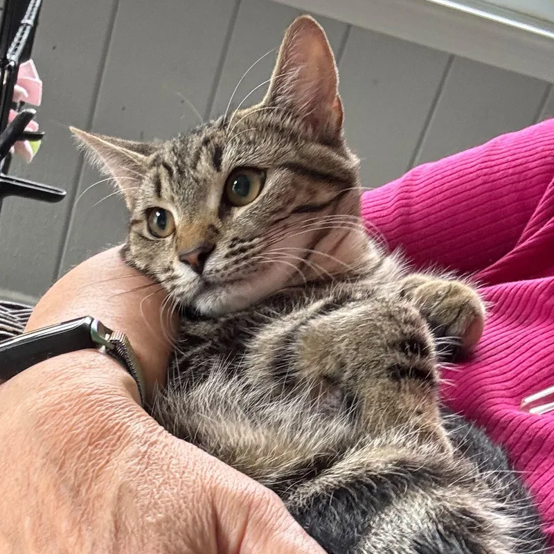A baby small-sized female Domestic Short Hair cat named Willow for adoption in Catasauqua, PA