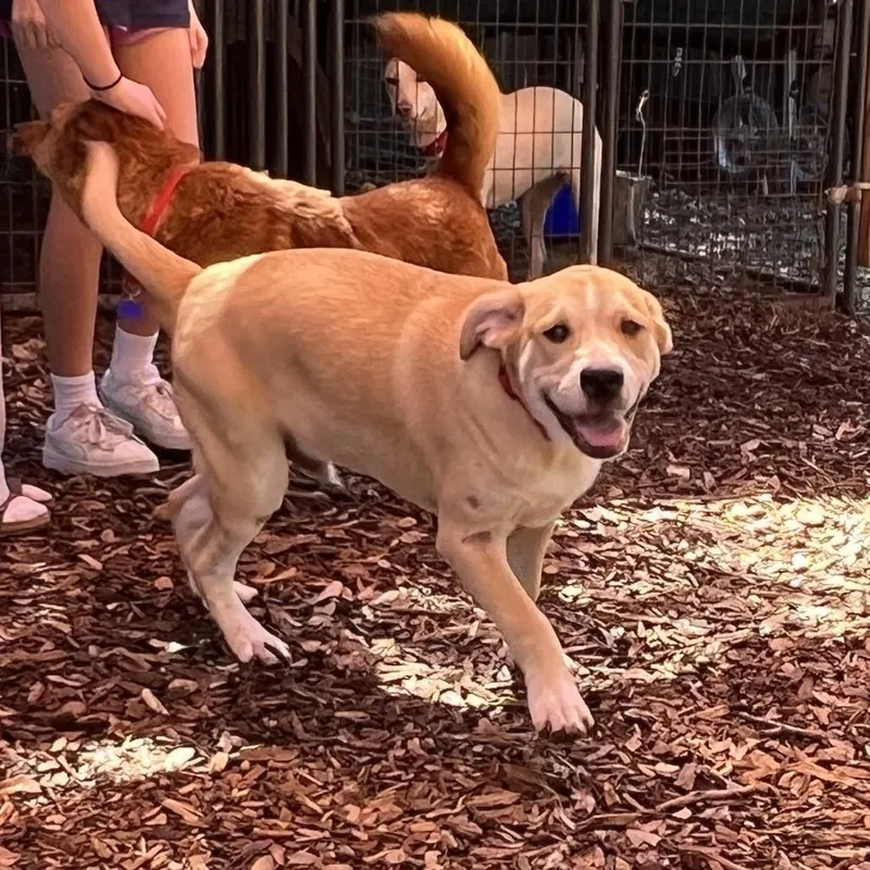 A young medium-sized male Yellow / Tan / Blond / Fawn Labrador Retriever dog named Stellan for adoption in Boerne, TX