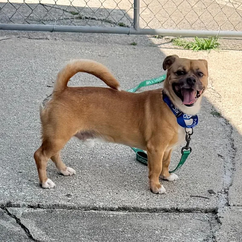 An adult small-sized male Brown / Chocolate Pug dog named Jinx for adoption in Saint John, IN