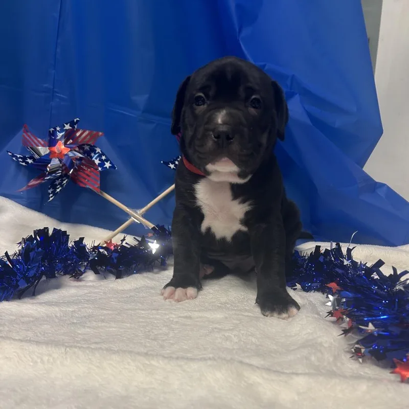 A baby small-sized male Black Mixed Breed dog named Herculesred for adoption in Greenville, PA