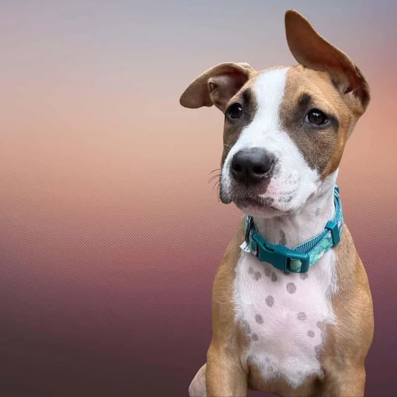 A baby large-sized female Mixed Breed dog named Ezzie for adoption in Bay City, MI