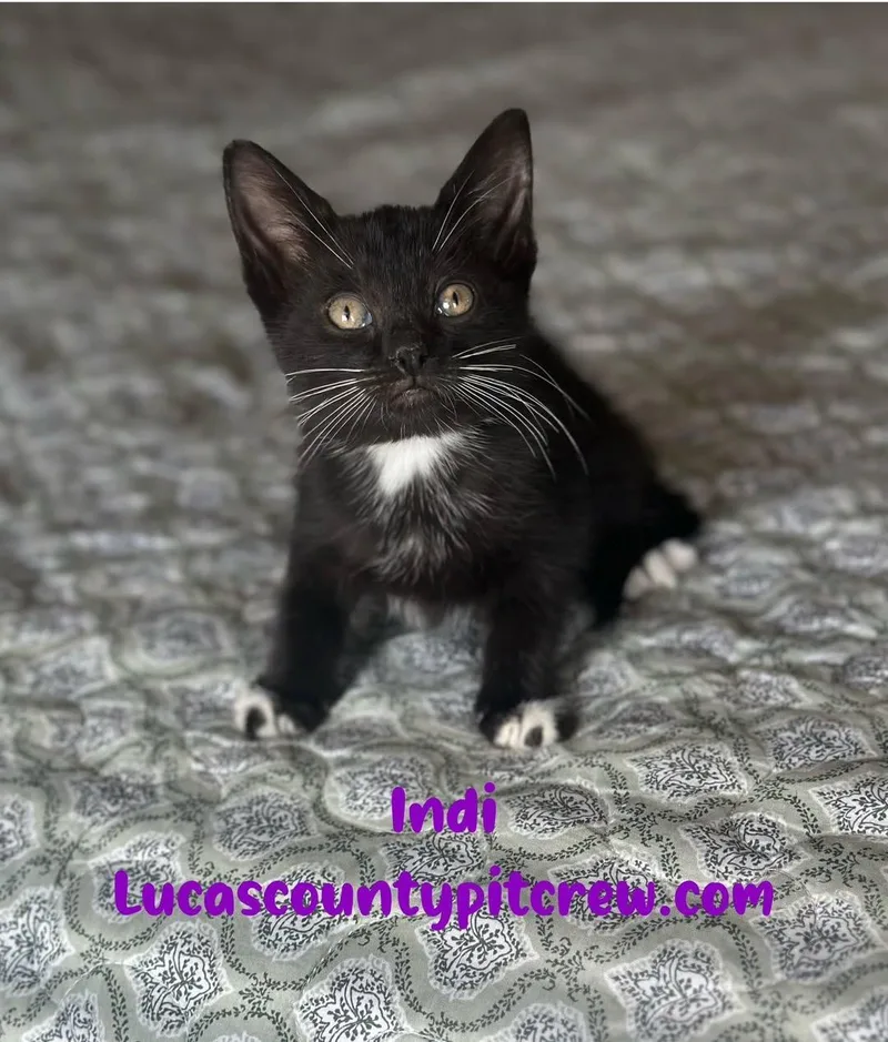 Indi
