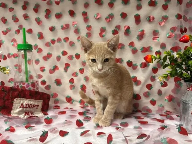 A baby small-sized male Domestic Short Hair cat named Jinu for adoption in Fairfield, CA