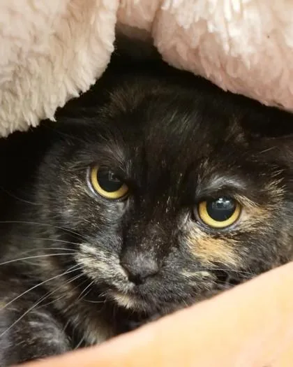 Mocha thumbnail 2