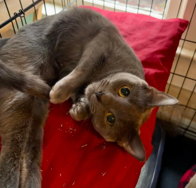 An adult medium-sized female Gray / Blue / Silver Domestic Short Hair cat named Nadia for adoption in Statesboro, GA