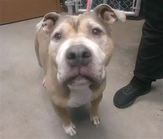 A senior large-sized male Pit Bull Terrier dog named Moose for adoption in Phoenix, AZ
