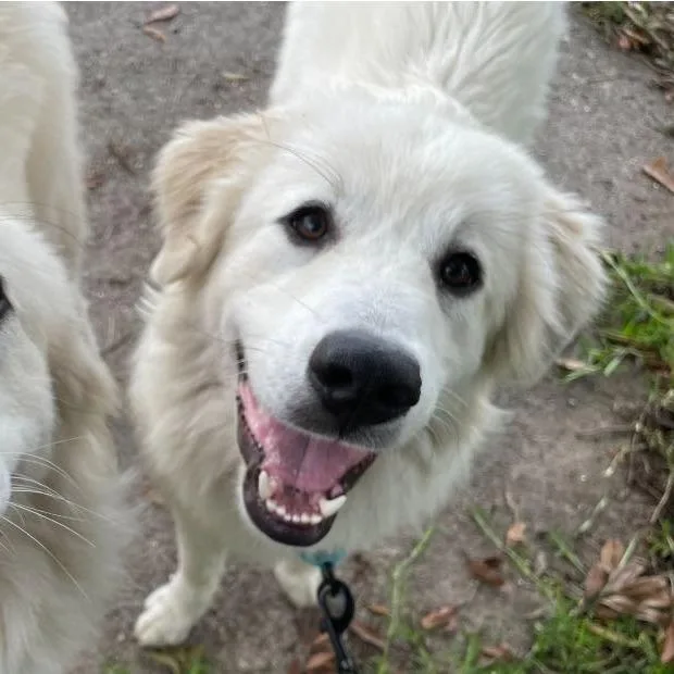 A young small-sized female White / Cream Great Pyrenees dog named Daria for adoption in Waggaman, LA