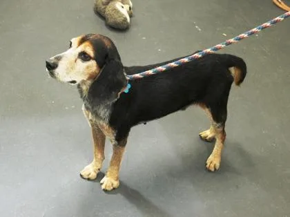 An adult medium-sized male Beagle dog named Farrow for adoption in Picayune, MS
