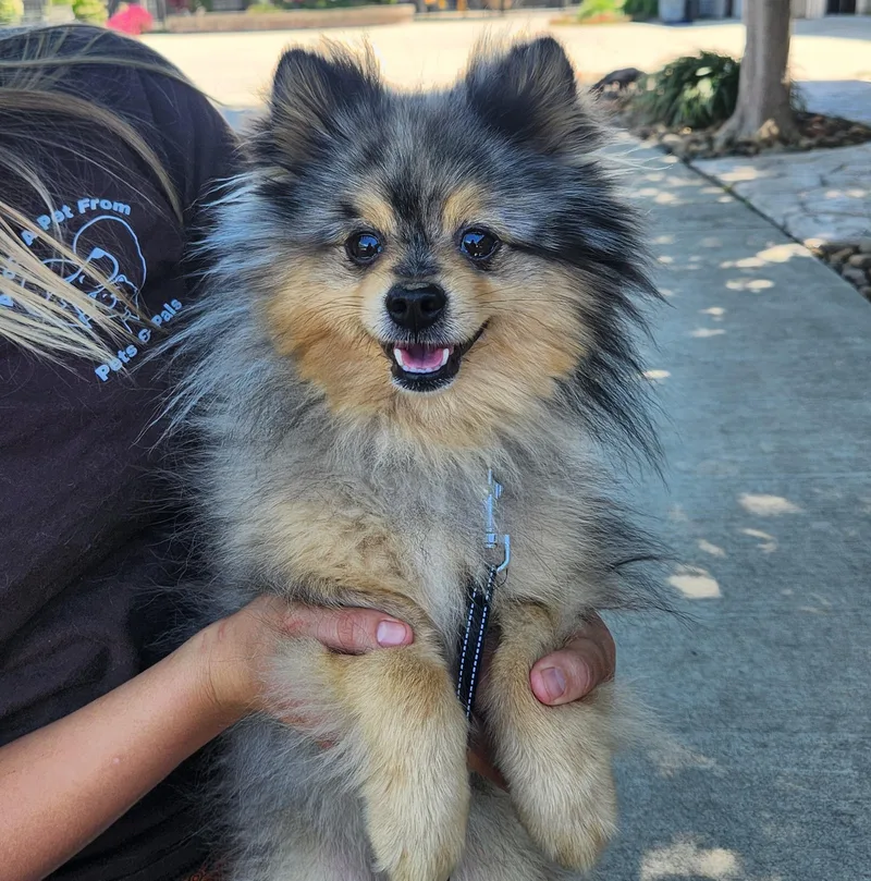 A young small-sized male Merle (Blue) Pomeranian dog named Pickles for adoption in Lathrop, CA