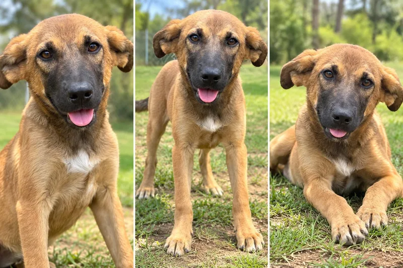 A baby large-sized male German Shepherd Dog dog named Scooby for adoption in Kiln, MS