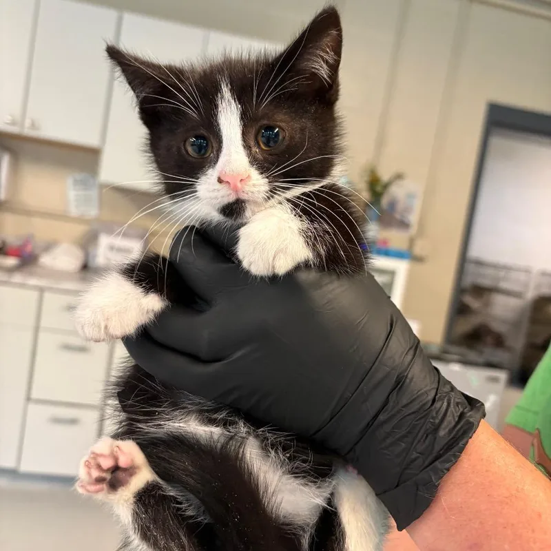 A baby small-sized male Black Domestic Short Hair cat named Domino for adoption in Huntington, WV