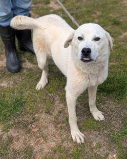 A young large-sized male Labrador Retriever dog named Kumo Scas for adoption in Rockaway, NJ