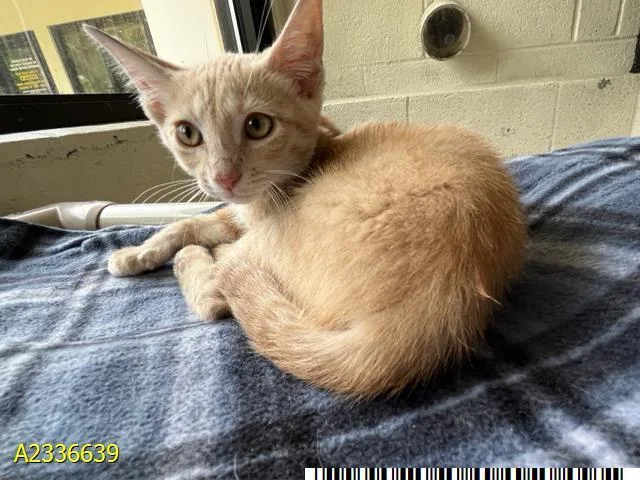 A baby small-sized male Domestic Short Hair cat named Patrick for adoption in West Palm Beach, FL
