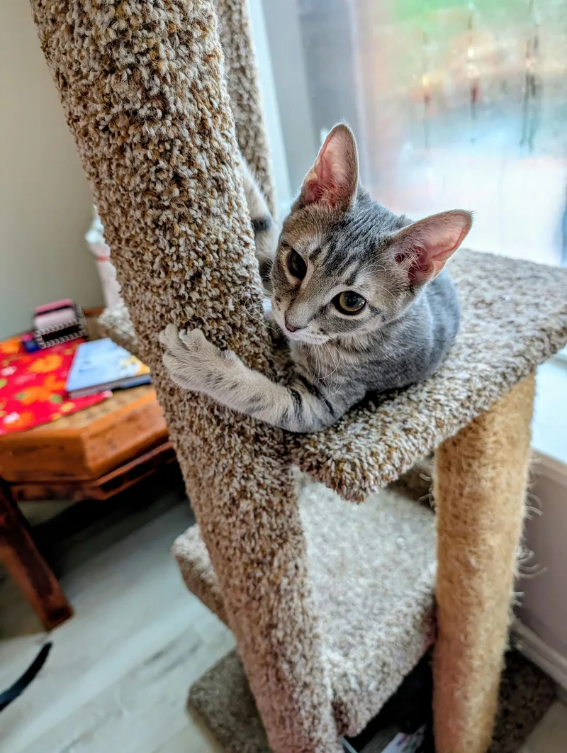 A baby medium-sized female Tabby (Gray / Blue / Silver) Domestic Short Hair cat named Mini Boss for adoption in Houston, TX