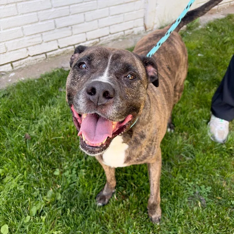 An adult large-sized male Brindle Pit Bull Terrier dog named Ceasar for adoption in Newark, NJ
