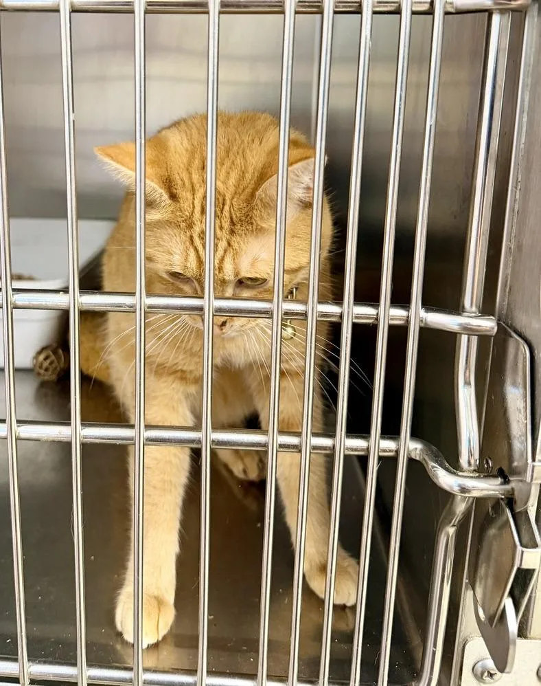 An adult medium-sized female Tabby (Orange / Red) Domestic Short Hair cat named Nala for adoption in Petersburg, VA